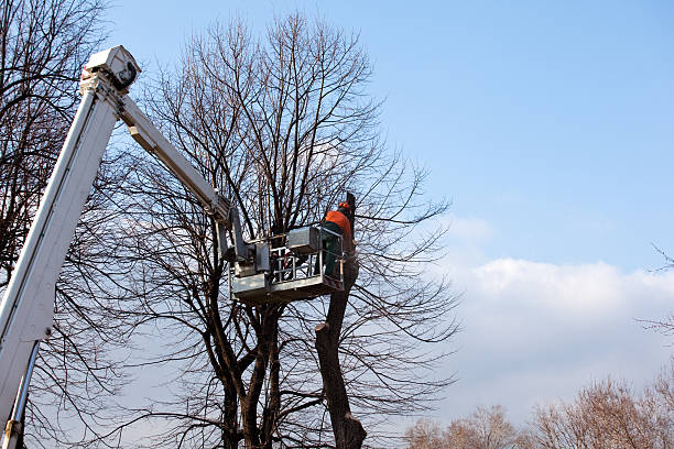 Best Firewood Processing and Delivery  in Beaufort, SC